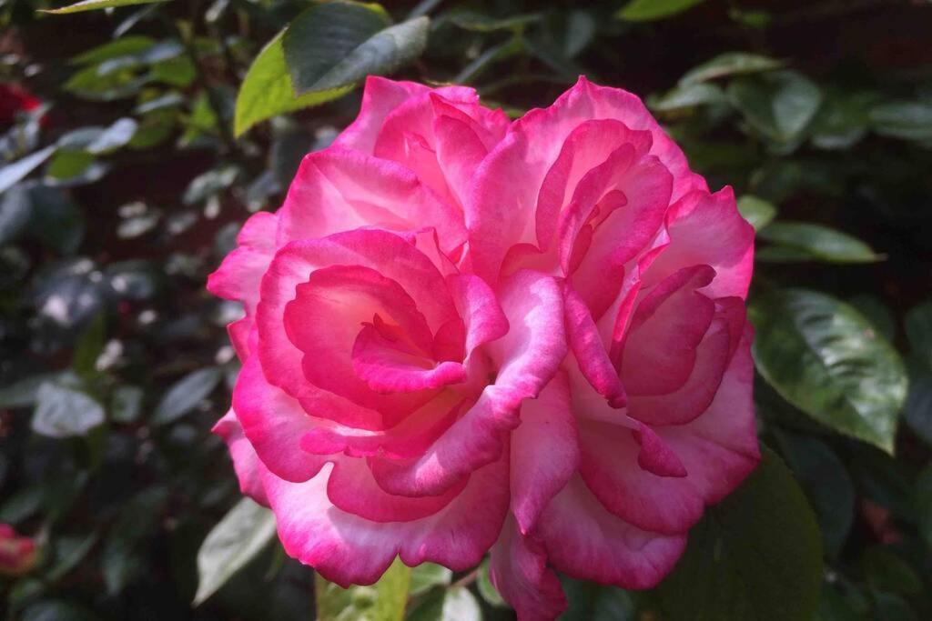 Rose Ludham